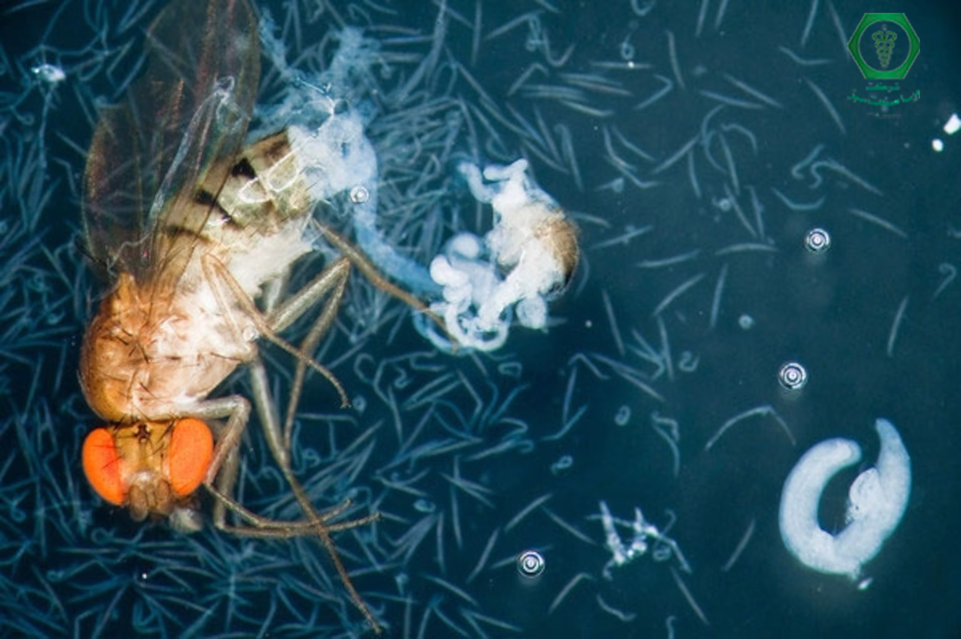 آلودگی مگس ها و راهکار های مقابله با آن چیست؟+عکس